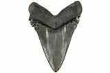 Serrated, Fossil Megalodon Tooth - Massive SC Meg! #204581-2